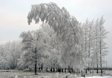 Морозное утро