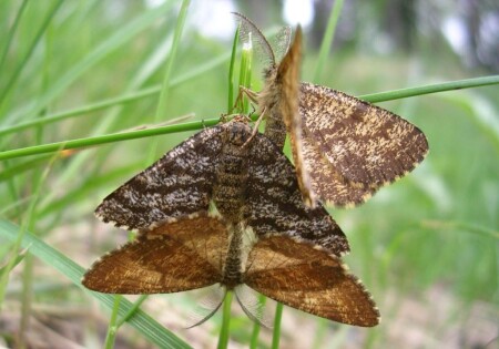 Третий - лишний