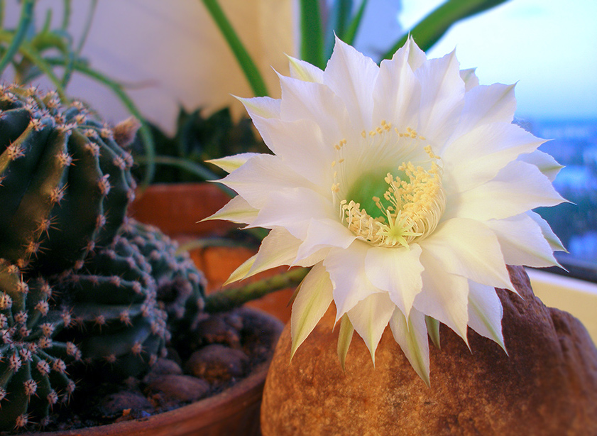Echinopsis eyriesii (hybr) Turpin.