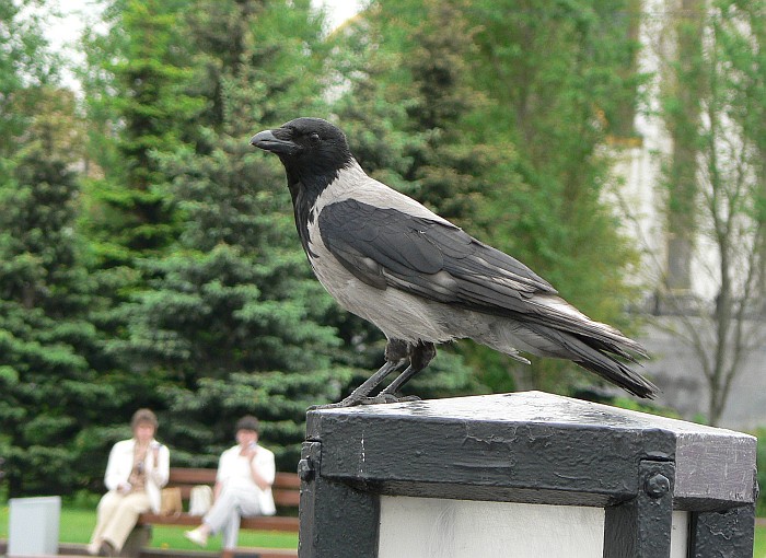 гордая птица Помойная Ворона