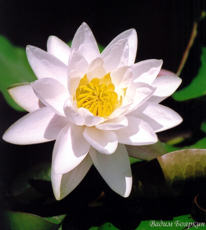 Nymphaea