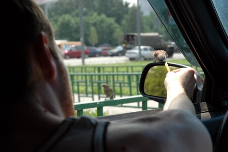 Воробьи любят макАвто...