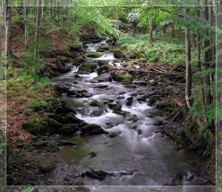 Лесной ручей