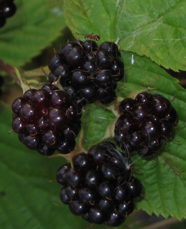 Пошел по ягоды