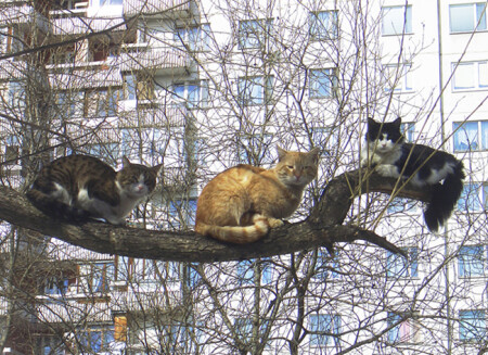 Черный, рыжий, полосатый