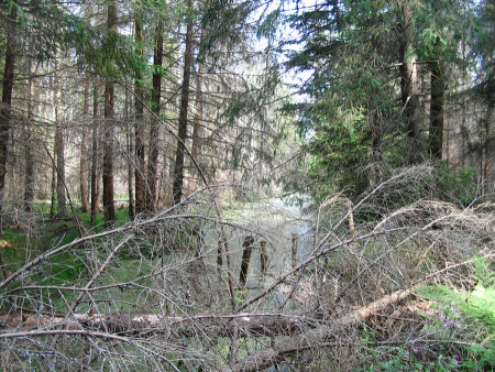 Там на невиданных дорожках......