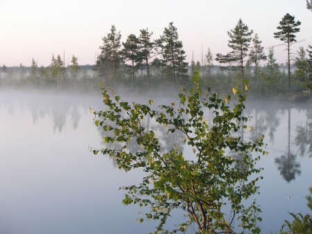 туманное утро