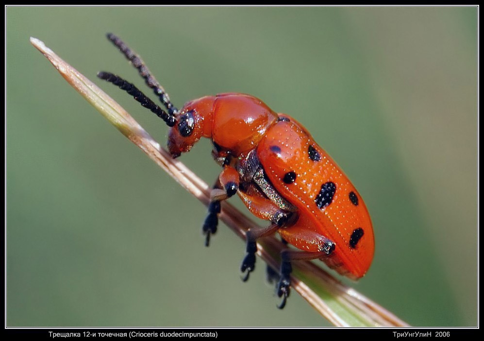 Спаржевая трещалка (Crioceris duodecimpunctata)