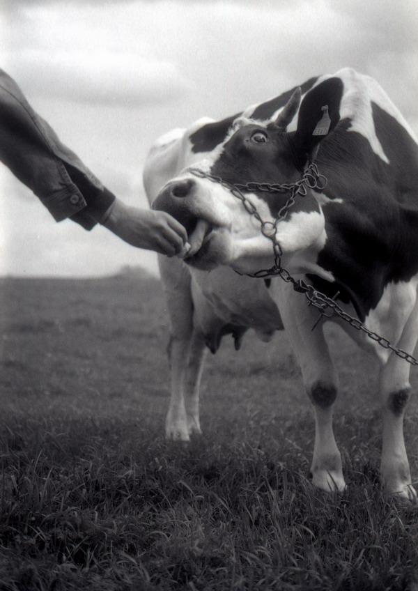 добрая фота