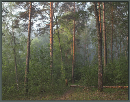 Утренний лес.