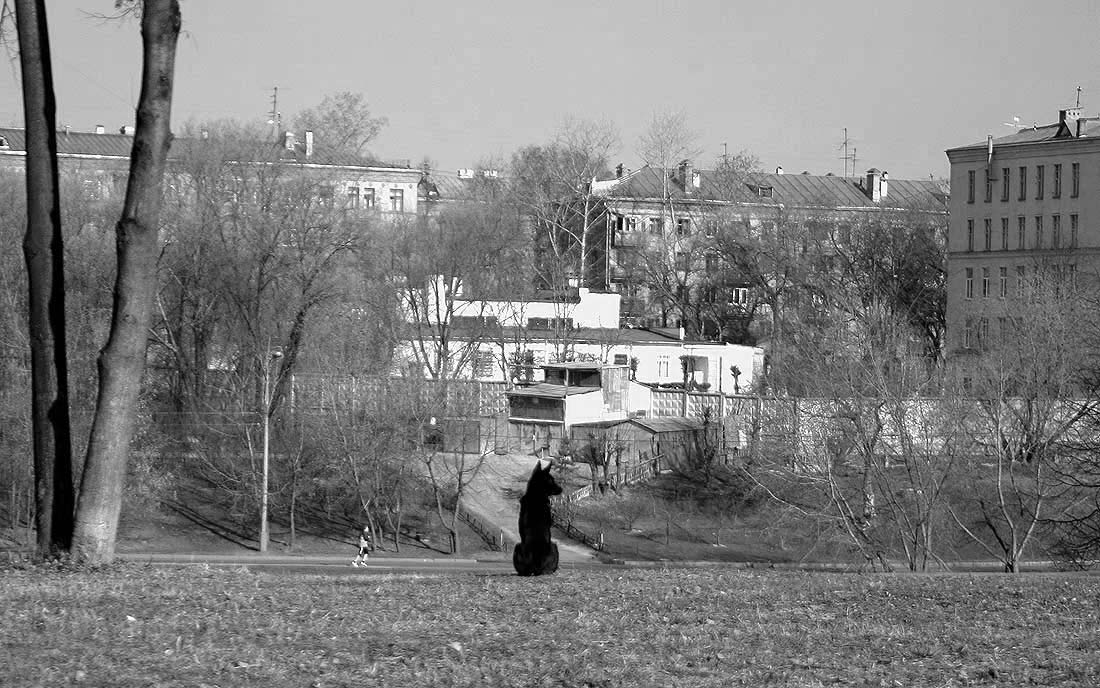 Жизнь собачья