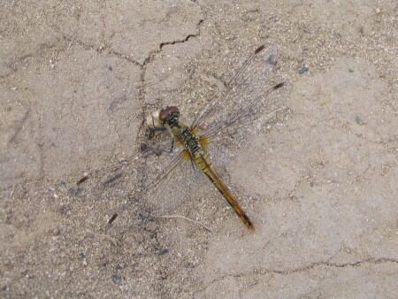 Стрекоза с камешком