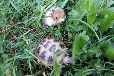 Две подруги