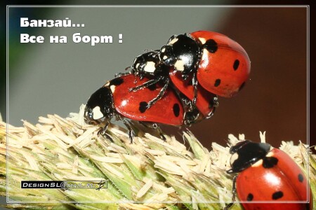 Банзай... Все на борт!