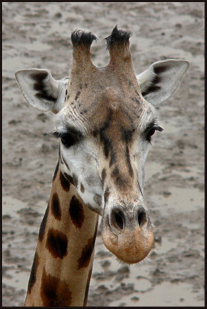 другой жираф