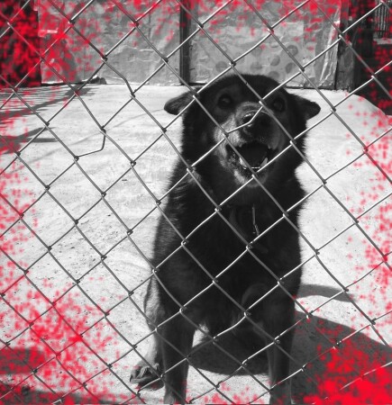 "На прутике записка:"Не подходите близко!" Записке ты не верь - я самый добрый зверь.