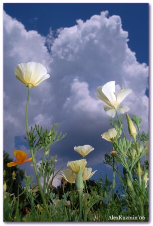 Белое на синем