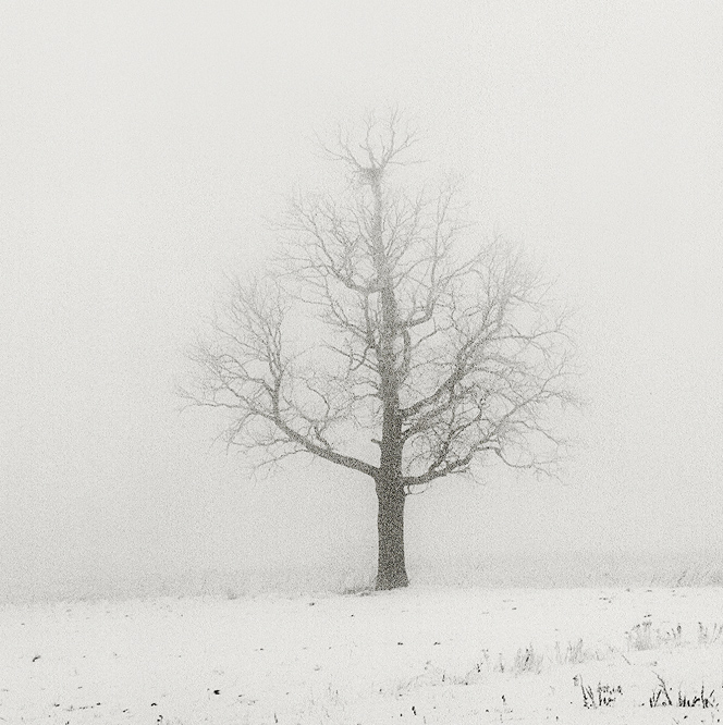 a Mist, an Oak &amp; a Nest