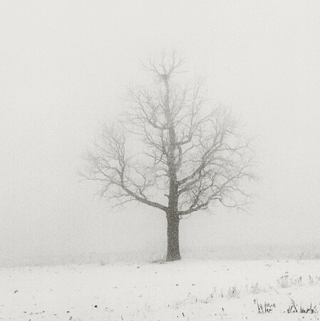 a Mist, an Oak & a Nest
