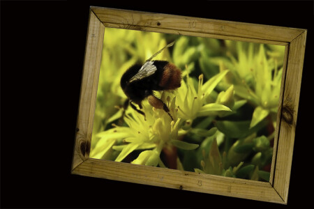Horse bee