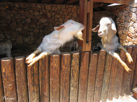 Бородатый анекдот