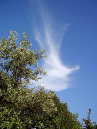 &amp;quot;Белая птица&amp;quot;