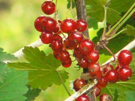 красная ягода