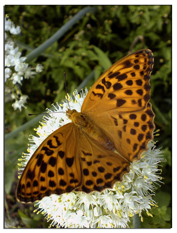 Argynnis paphia