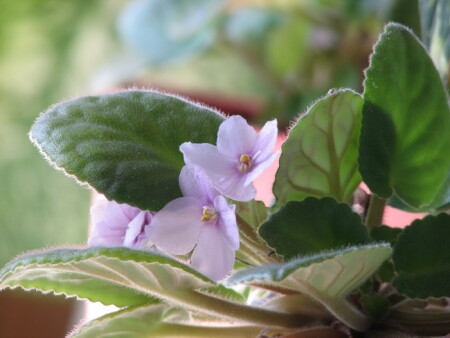 банальные фиалки, пушистые листочки...