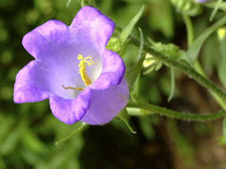 Колокольчик