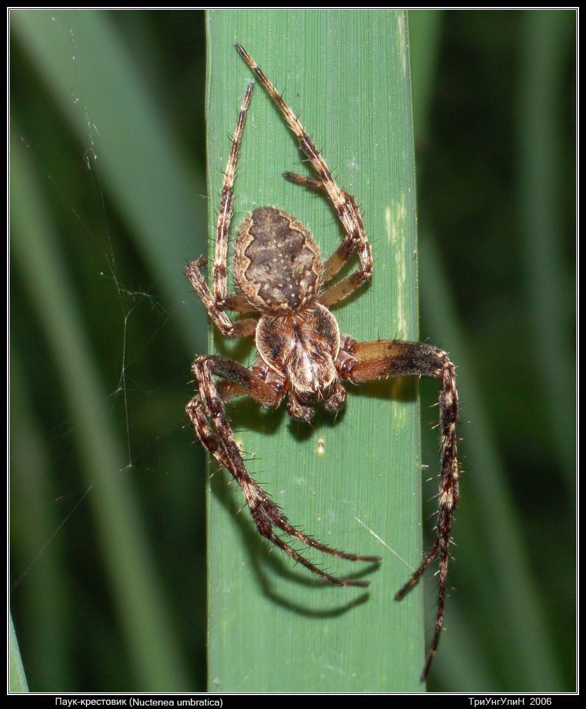 Nuctenea umbratica