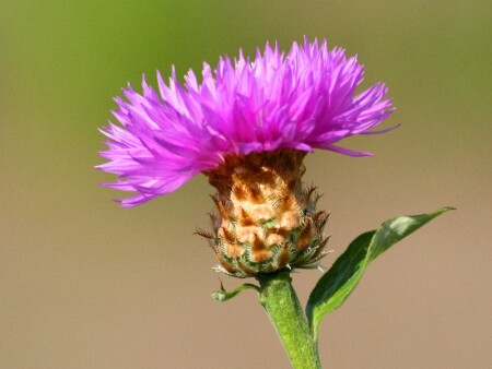 Цветок ананаса