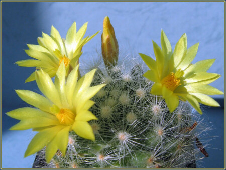 Dolichothele baumii