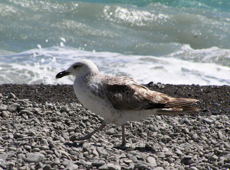 Широко шагая