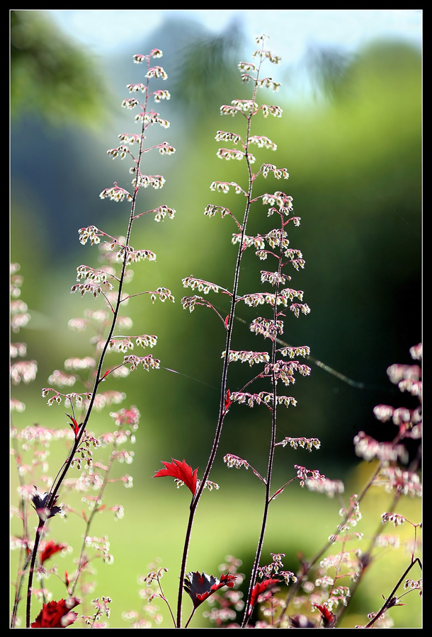 Summer as dreams