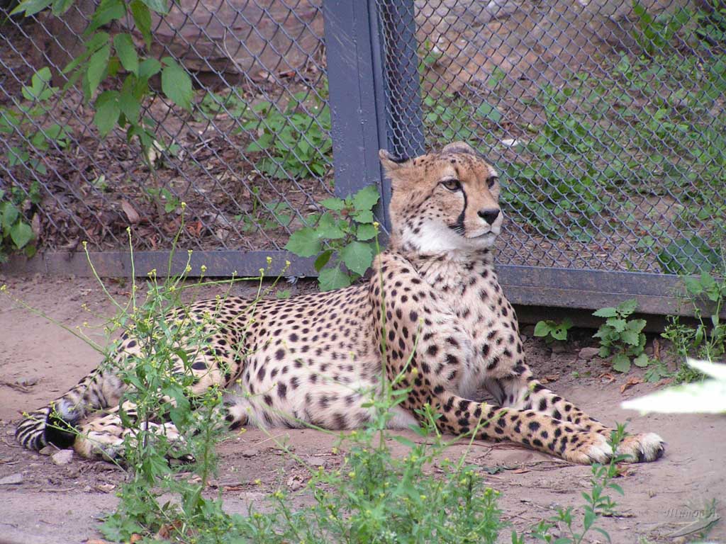 Гордая кошка 