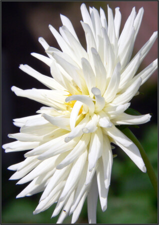 Белый и пушистый