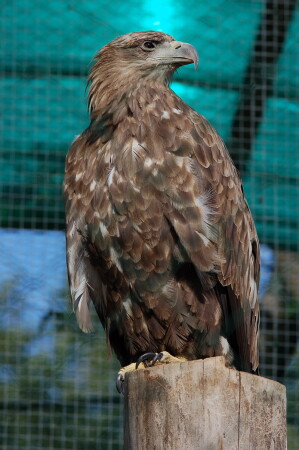 Питерскому зопарку 140 лет