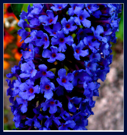 Осенняя сирень