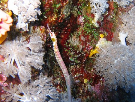 Конь Красного Моря