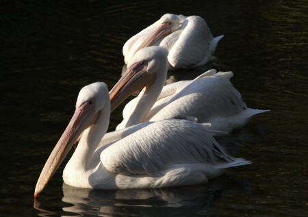 Три пеликана