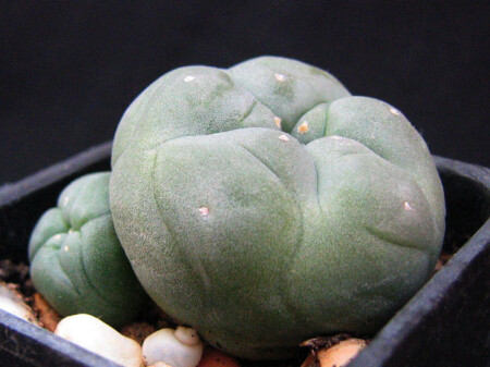 Peyote (Lophophora Williamsii)