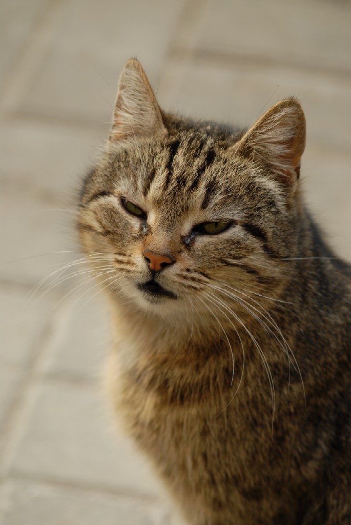 кота