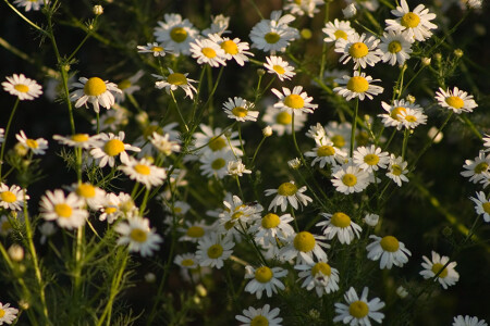 Раз ромашка два ромашка