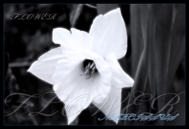 Narcissus