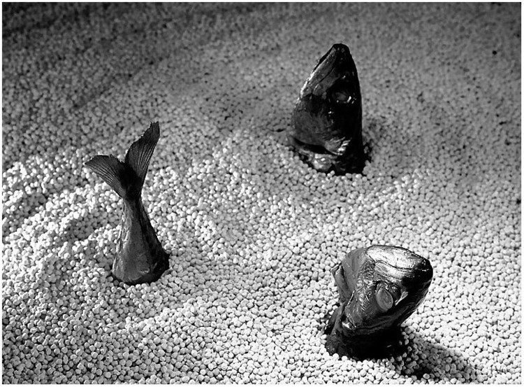 Drowned fish