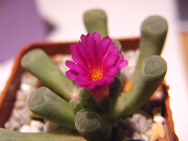 Frithia pulchra