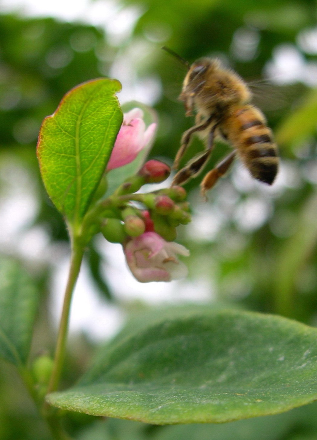 Bee