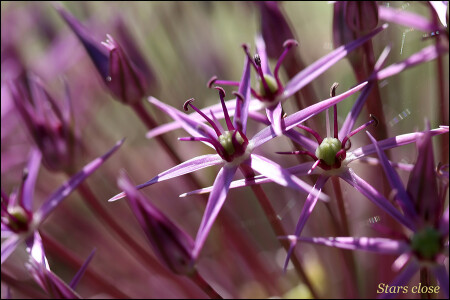 Stars close