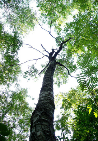 Засох, стремясь к свету...